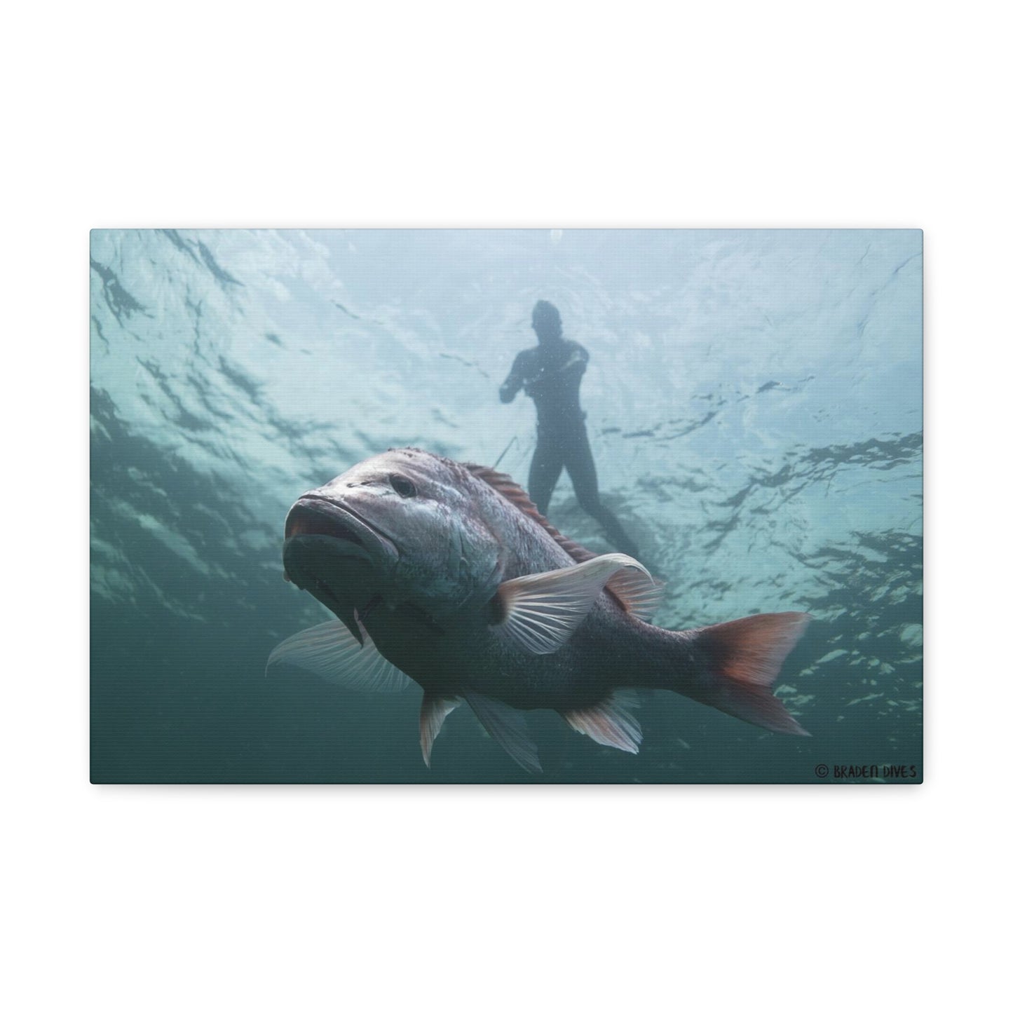 Canvas Red Snapper